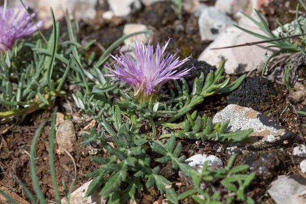 Jurinea humilis