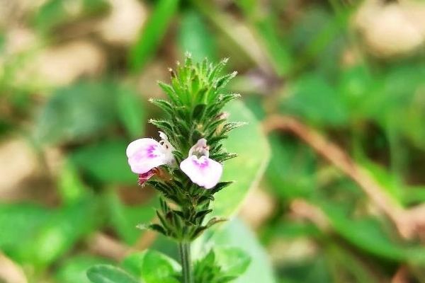 Justicia procumbens
