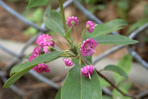 Dwarf-laurel