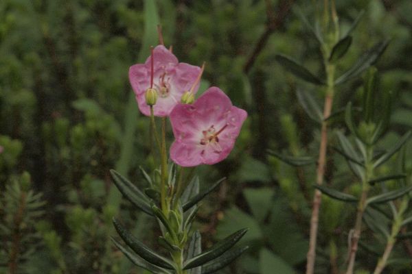 Bog-laurel