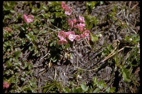 Bog-laurel