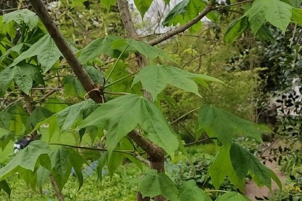Tree-aralia