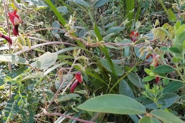 Dusky coral-pea