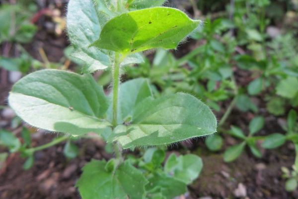 Sharp-leaf fluellen