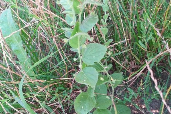 Hairy toadflax
