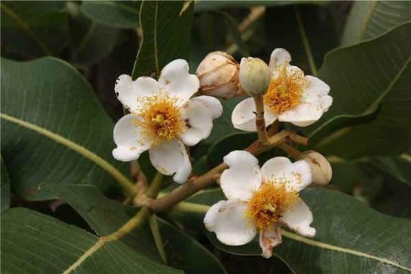 Kielmeyera coriacea