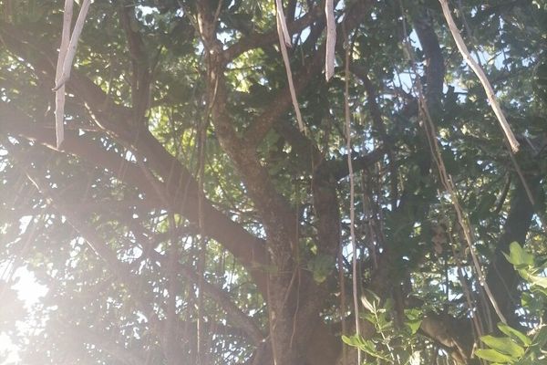 Sausagetree