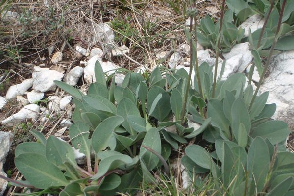 Klasea nudicaulis