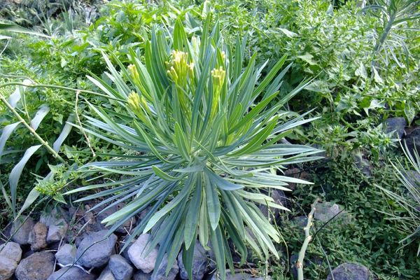 Kleinia neriifolia