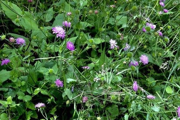 Field-scabious