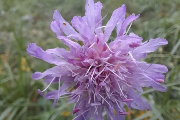 Knautia arvernensis