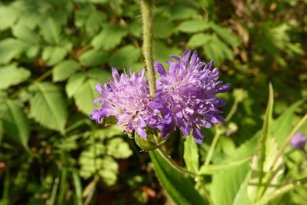 Knautia dipsacifolia