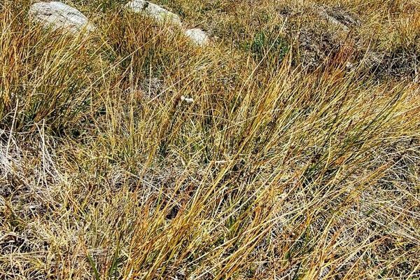 Bellardi bog sedge