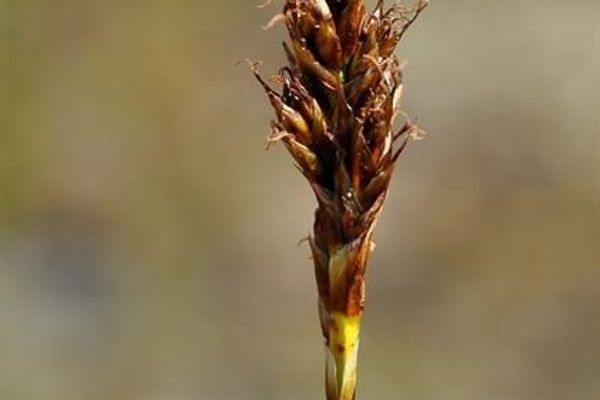False sedge