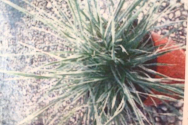 Koeleria glauca
