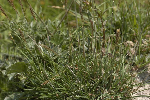 June grass