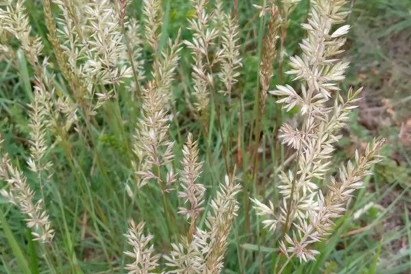 Crested hairgrass