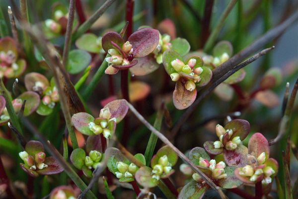 Island purslane