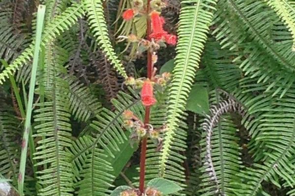 Kohleria spicata