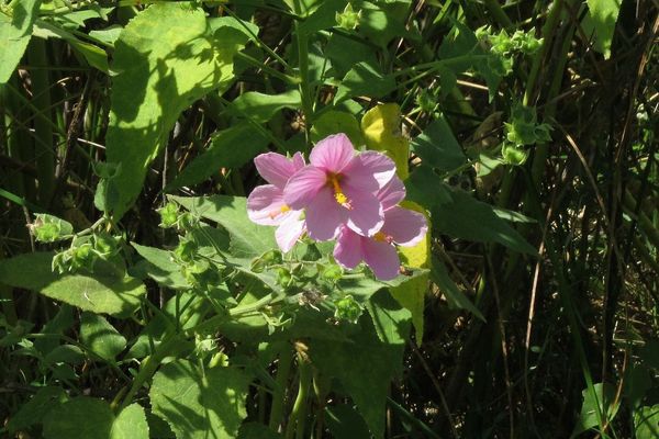 Virginia saltmarsh-mallow