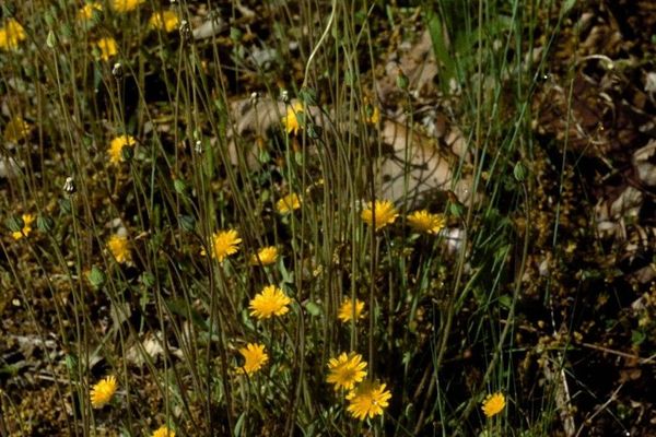 Virginia dwarf-dandelion