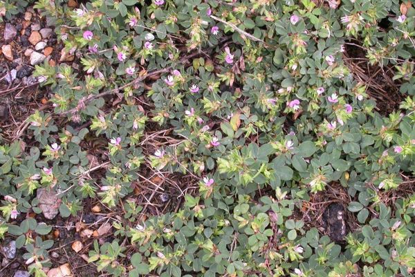 Korean bush-clover