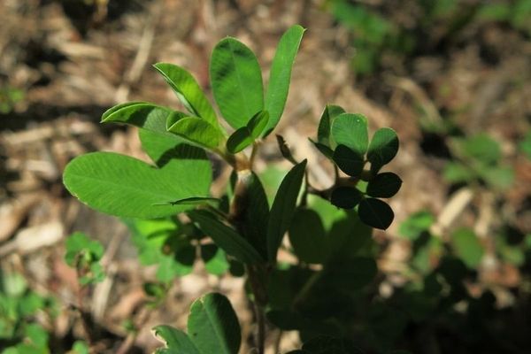 Japanese bush-clover