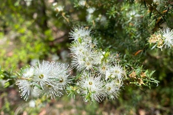 Tickbush