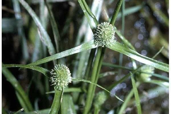 Low spikesedge