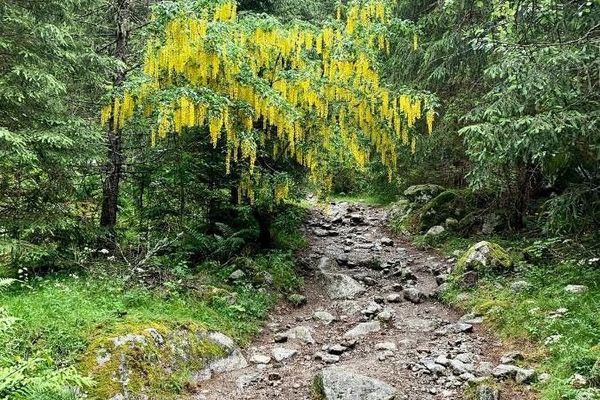 Scotch laburnum
