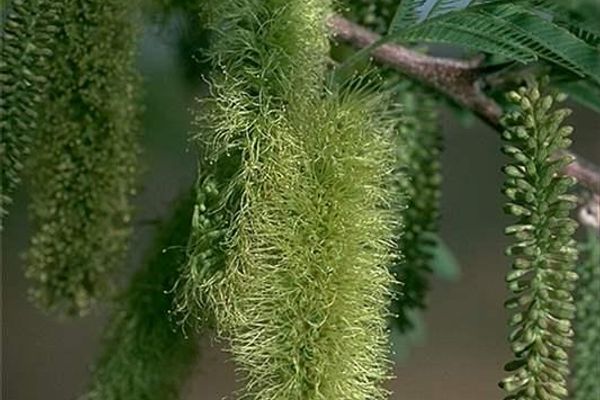 Lachesiodendron viridiflorum