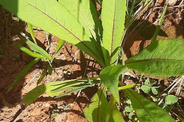 Indian lettuce