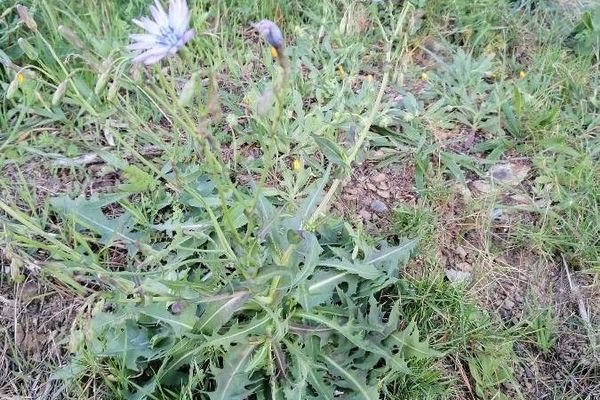 Blue lettuce