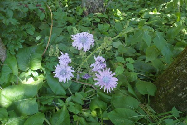 Hairless blue-sow-thistle