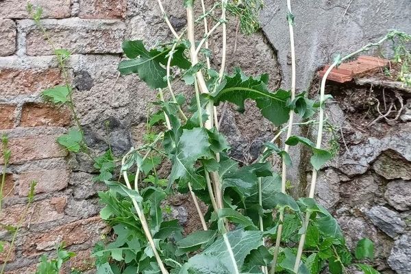 Wild lettuce