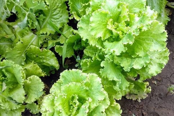 Garden lettuce