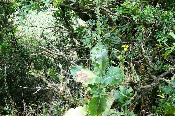 Milk thistle