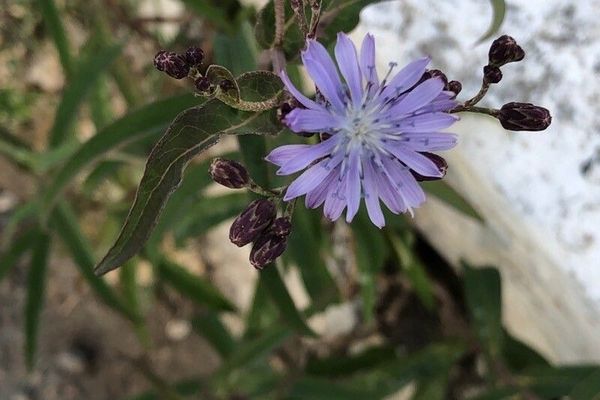 Lactuca sibirica