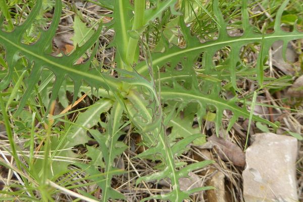 Lactuca tenerrima