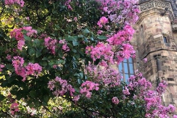 Crepe-myrtle