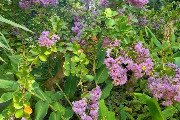 Queen's crape-myrtle