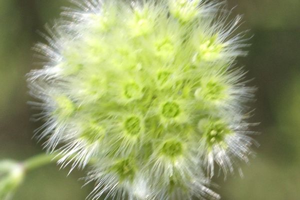 Common wild cumin