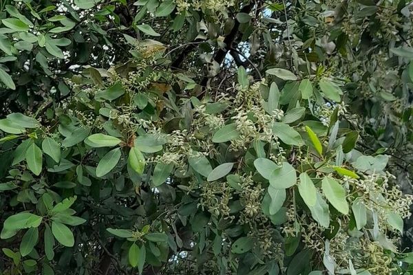 White buttonwood