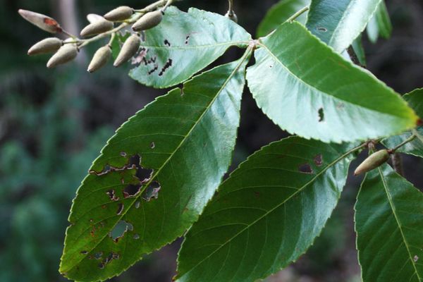 Lamanonia ternata
