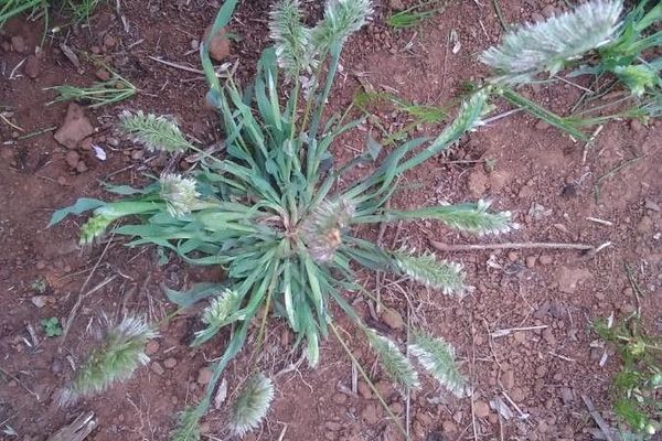 Golden lamarckia