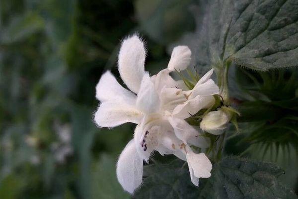 White dead-nettle