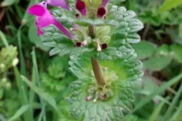 Henbit