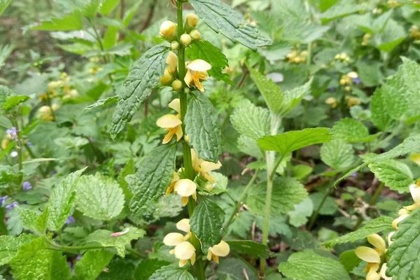 Yellow archangel