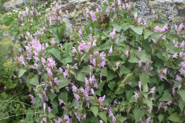 Lamium garganicum