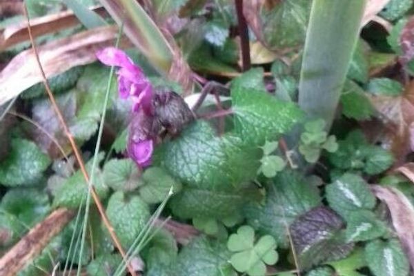 Spotted henbit